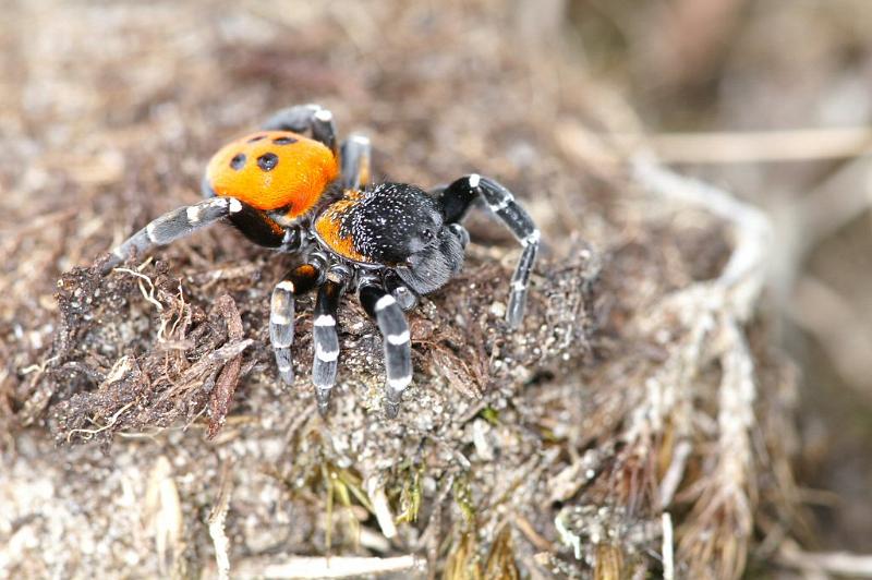 Eresus_sandaliatus_D3032_Z_86_NP De Hoge Veluwe_Nederland.jpg